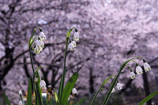 ヒスイカズラとスノーフレーク。散歩コースの桜_e0255509_20131216.jpg