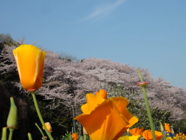 新居浜市の住友鉄道跡地自転車道沿いの花と風景…2014・4・11_f0231709_16134545.jpg