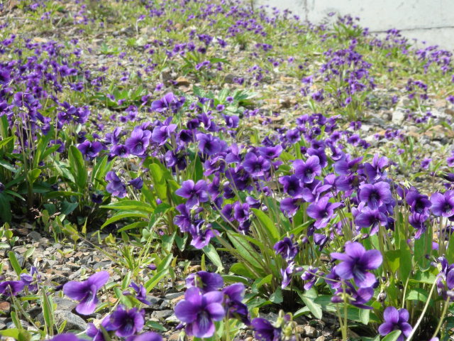 日本菫の花・宝塚歌劇団を象徴する歌…2014・4・11_f0231709_223385.jpg