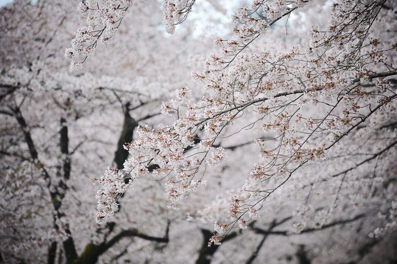 桜巡り・蹴上インクライン_f0032011_17101023.jpg