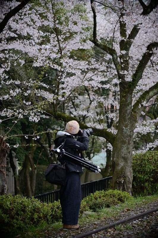 桜巡り・蹴上インクライン_f0032011_1710240.jpg
