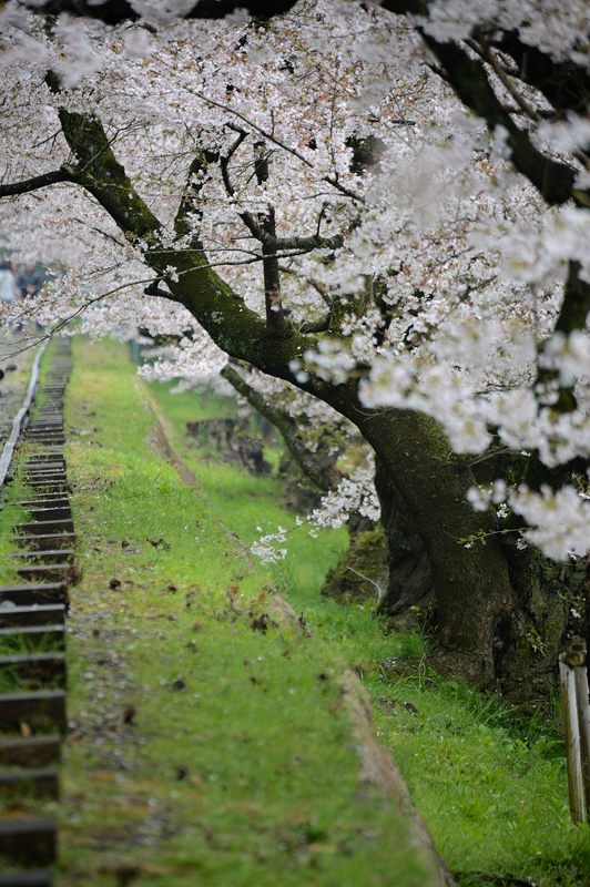 桜巡り・蹴上インクライン_f0032011_17112100.jpg
