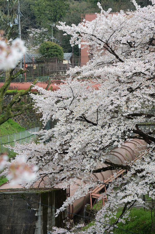桜巡り・蹴上インクライン_f0032011_177176.jpg