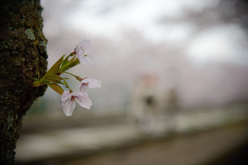 桜巡り・蹴上インクライン_f0032011_1773162.jpg