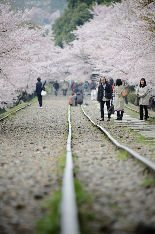 桜巡り・蹴上インクライン_f0032011_1775079.jpg