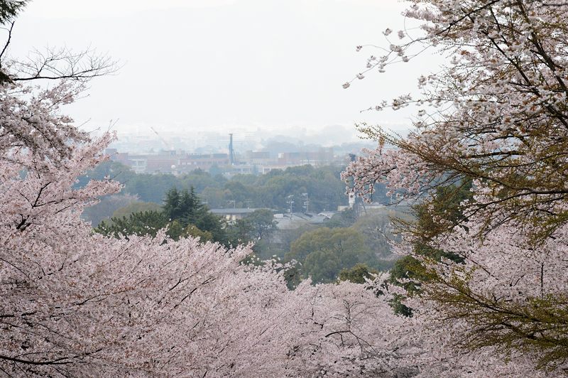 桜巡り・蹴上インクライン_f0032011_1775770.jpg