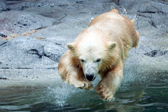 オーストラリア ゴールドコースト シーワールドのヘンリーが間もなく一歳へ Polarbearology Conjectaneum