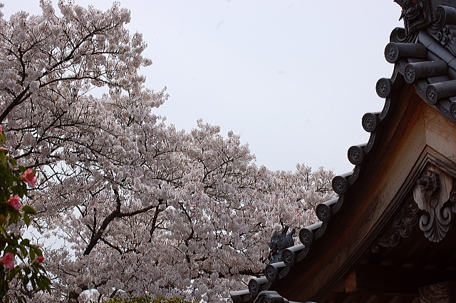 春のソロツー　椿のお寺　圀勝寺_f0248120_21123142.jpg