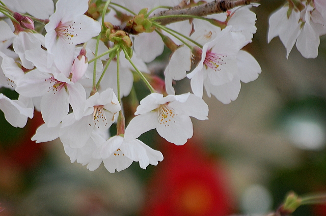 春のソロツー　椿のお寺　圀勝寺_f0248120_21131062.jpg