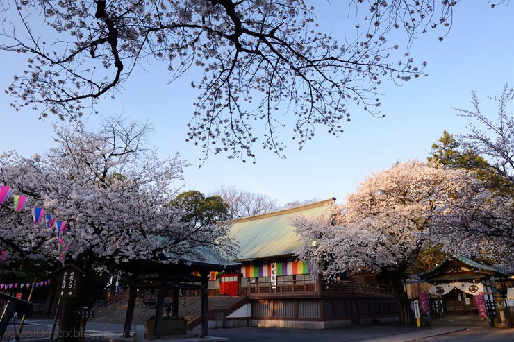 川越大師 喜多院 ～桜～_d0319222_10393931.jpg