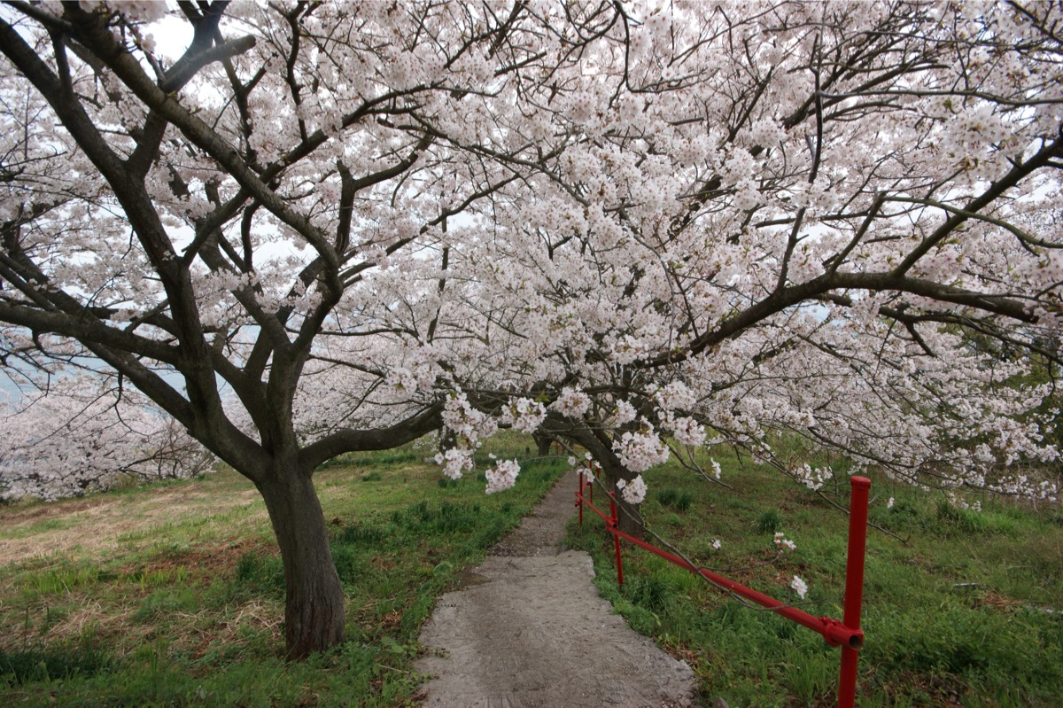 伊吹島とはこんなところ　波切不動尊の桜_e0331722_1948141.jpg