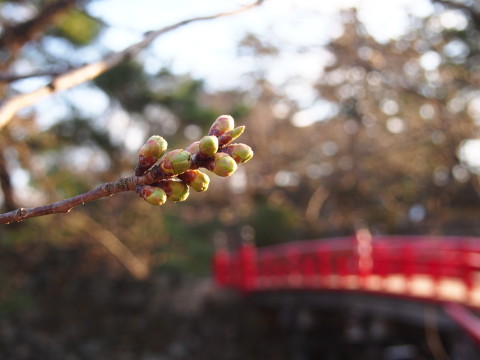 ロトウザクラとさくらまつり準備:弘前公園*2014.04.11_b0147224_22212893.jpg