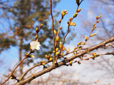 ロトウザクラとさくらまつり準備:弘前公園*2014.04.11_b0147224_2231561.jpg