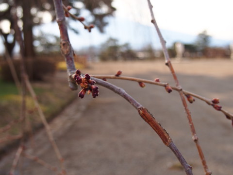 ロトウザクラとさくらまつり準備：弘前公園*2014.04.11_b0147224_22352778.jpg