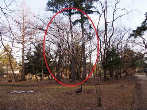 ロトウザクラとさくらまつり準備:弘前公園*2014.04.11_b0147224_22362444.jpg