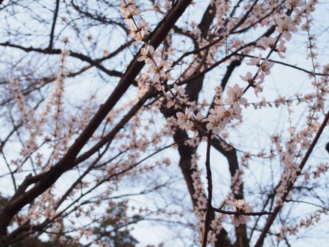 ロトウザクラとさくらまつり準備：弘前公園*2014.04.11_b0147224_22403990.jpg