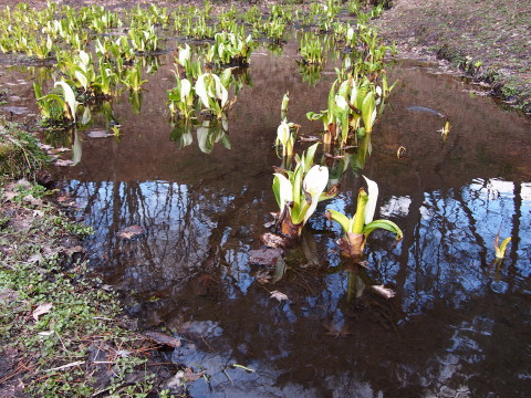 ロトウザクラとさくらまつり準備:弘前公園*2014.04.11_b0147224_234241.jpg
