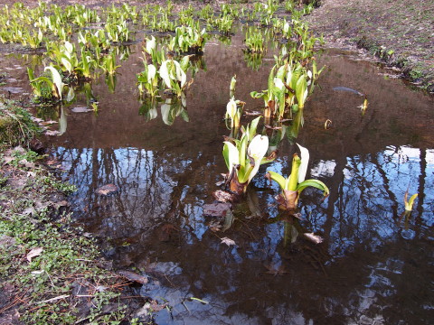 ロトウザクラとさくらまつり準備：弘前公園*2014.04.11_b0147224_234241.jpg