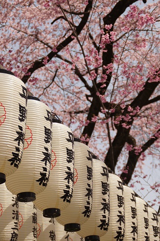 桜満開　～平野神社（京都）～_c0235725_21321885.jpg