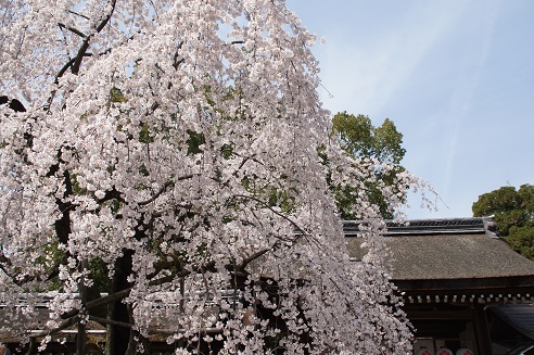 桜満開　～平野神社（京都）～_c0235725_21424190.jpg
