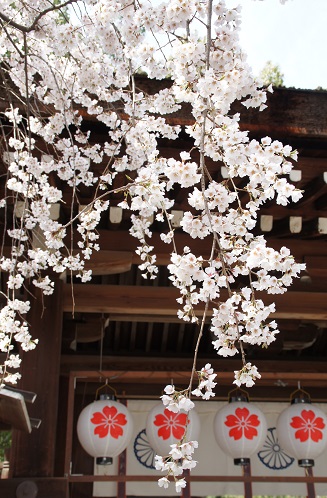 桜満開　～平野神社（京都）～_c0235725_2142725.jpg