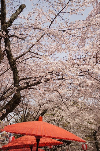 桜満開　～平野神社（京都）～_c0235725_2143121.jpg
