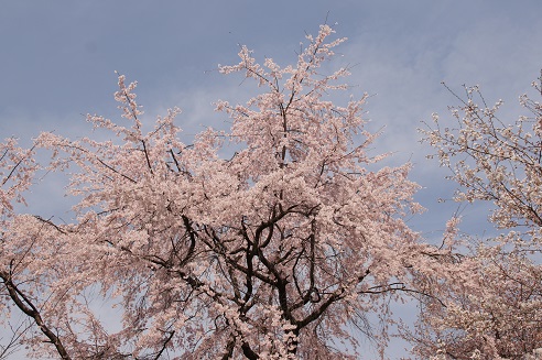 桜満開　～平野神社（京都）～_c0235725_21465929.jpg