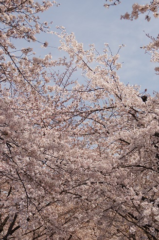 桜満開　～平野神社（京都）～_c0235725_21485981.jpg