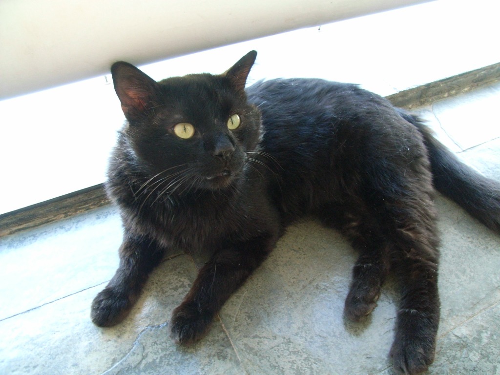 黒猫 キキのこと 3 黒猫の森