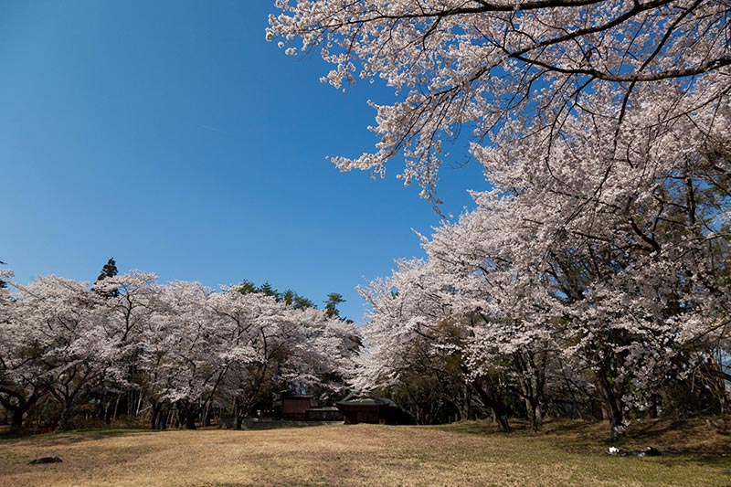 韮崎市　「新府城跡の桜」と「新府の桃畑」_b0179231_19115522.jpg