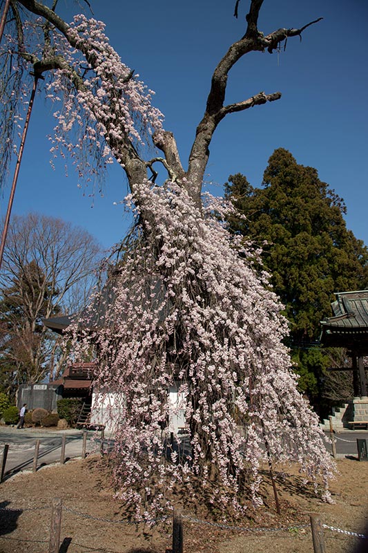 韮崎市 「新府城跡の桜」と「新府の桃畑」_b0179231_19120095.jpg