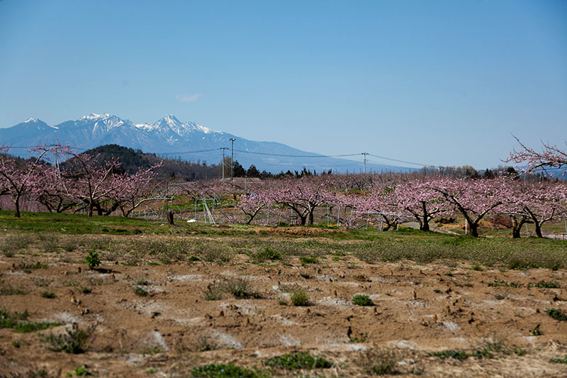 韮崎市 「新府城跡の桜」と「新府の桃畑」_b0179231_19120391.jpg