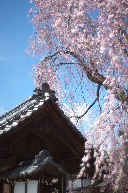 飯田の桜　（１３）_d0108132_20212277.jpg