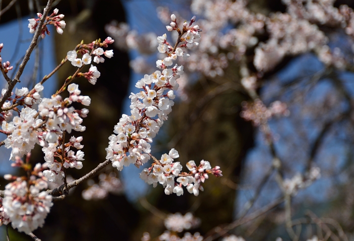 松源寺と松岡城址の桜_b0236334_20382320.jpg