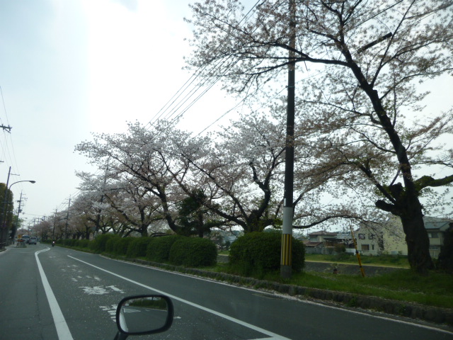 京都　桜情報　2014　4/11　北部と御室_d0106134_1465881.jpg