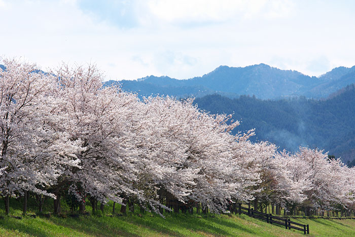 桜便り　＃６_c0067040_2374751.jpg