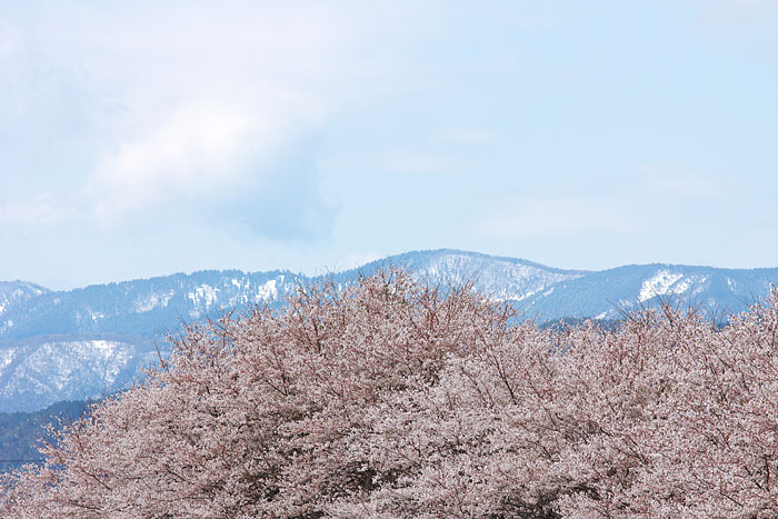 桜便り　＃６_c0067040_2393097.jpg