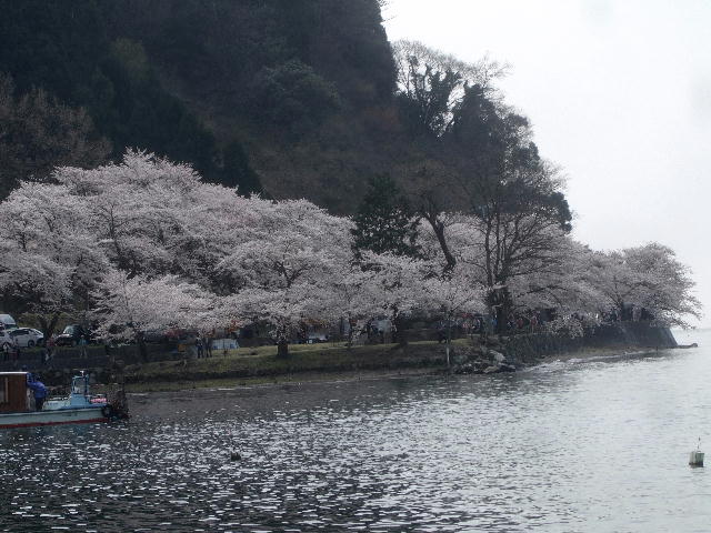 琵琶湖周辺の桜見物_e0085845_22104478.jpg