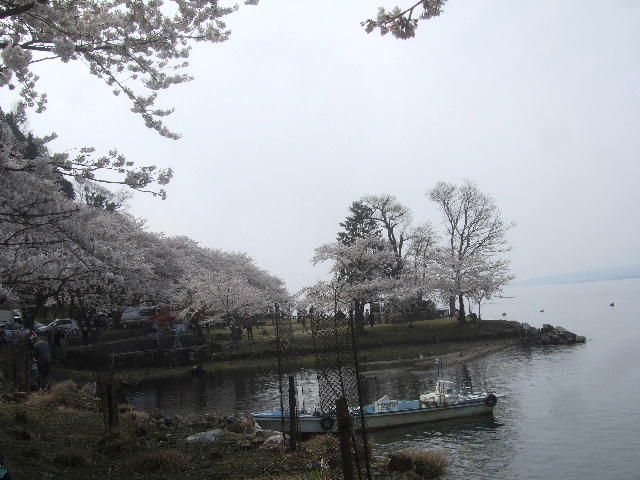 琵琶湖周辺の桜見物_e0085845_22105560.jpg