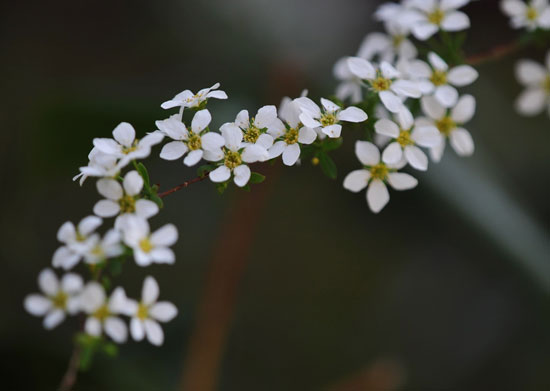 我が家の花（１）_c0093046_14192515.jpg