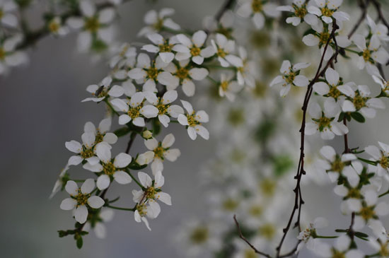 我が家の花（１）_c0093046_14194641.jpg