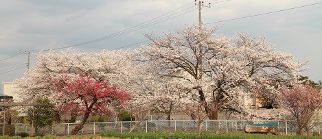 SAKURA FESTIVAL、ありがとうございました！_d0237446_12295117.jpg