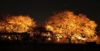 SAKURA FESTIVAL、ありがとうございました！_d0237446_1233116.jpg