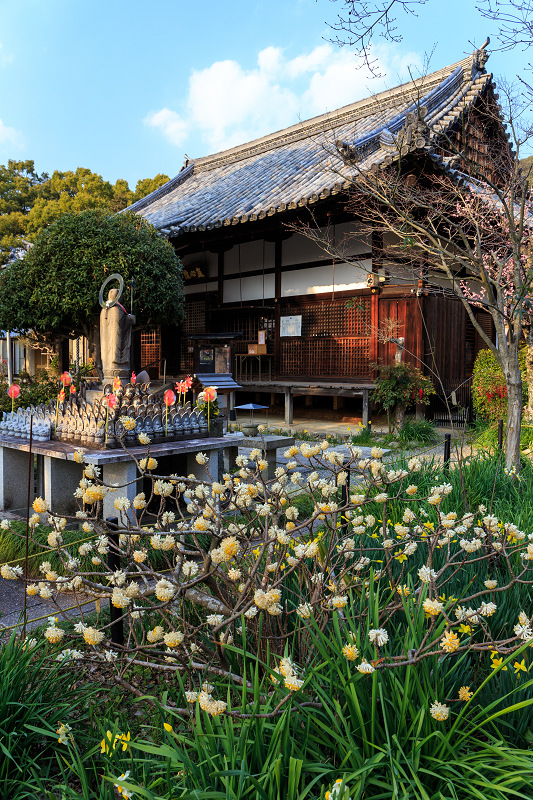 春の花咲く恵心院_f0155048_0101524.jpg