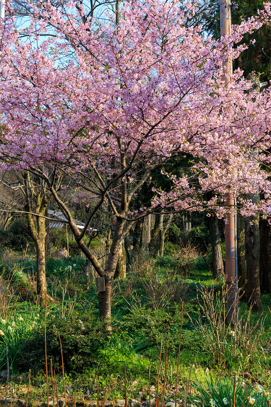 春の花咲く恵心院_f0155048_010464.jpg