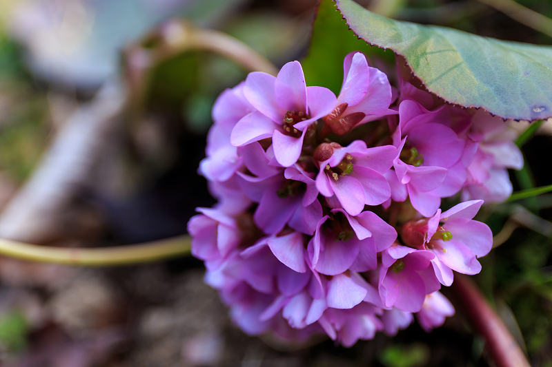 春の花咲く恵心院_f0155048_0114024.jpg