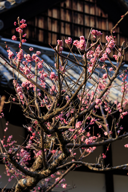 春の花咲く恵心院_f0155048_0125470.jpg