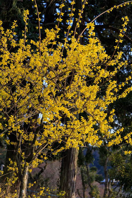 春の花咲く恵心院_f0155048_0132175.jpg