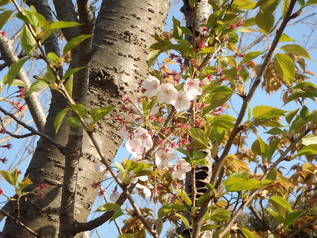 ◇4月11日(金)かみす桜まつり会場開花状況◇_f0229750_10493276.jpg