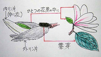 自然の不思議・・・『コブシの花芽』_a0083553_1323048.jpg